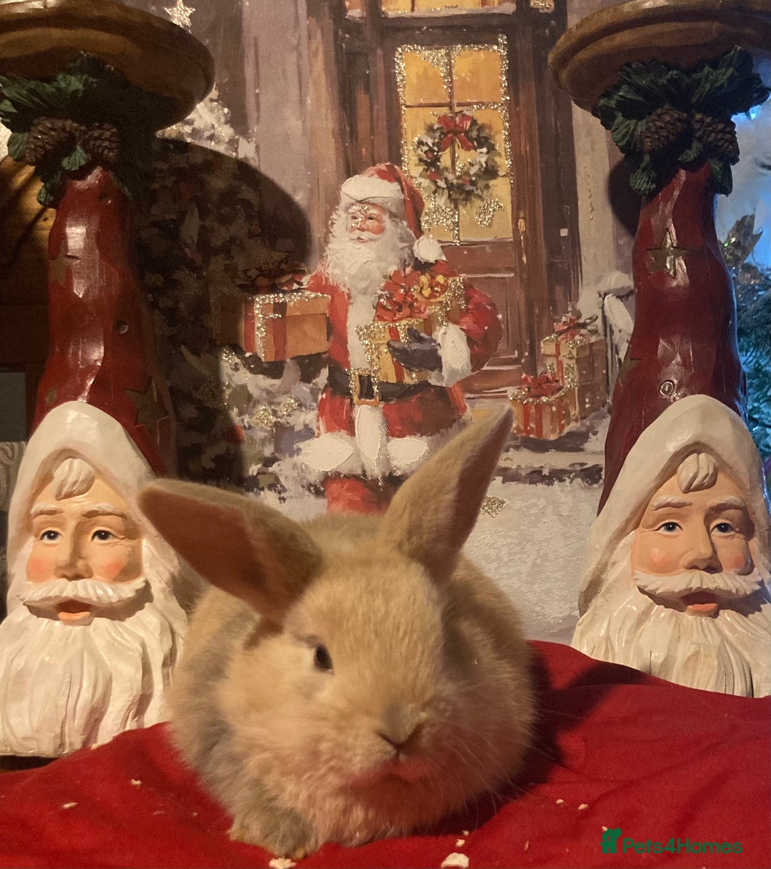 Mini Lop rabbits for sale: Stunning mini lop  - Advert 6