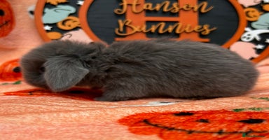 Mini Lop rabbits - Advert 3