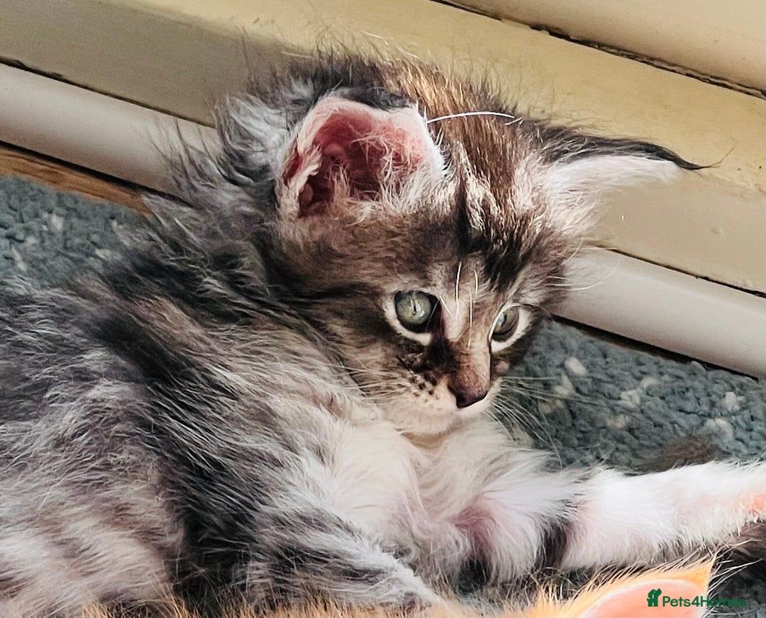 Maine Coon cats for sale: Beautiful Maine Coon babies - Image 23