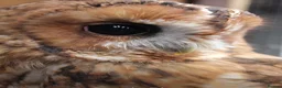 Mixed Breed birds for sale: Tawny owls  in Maldon - Advert 2