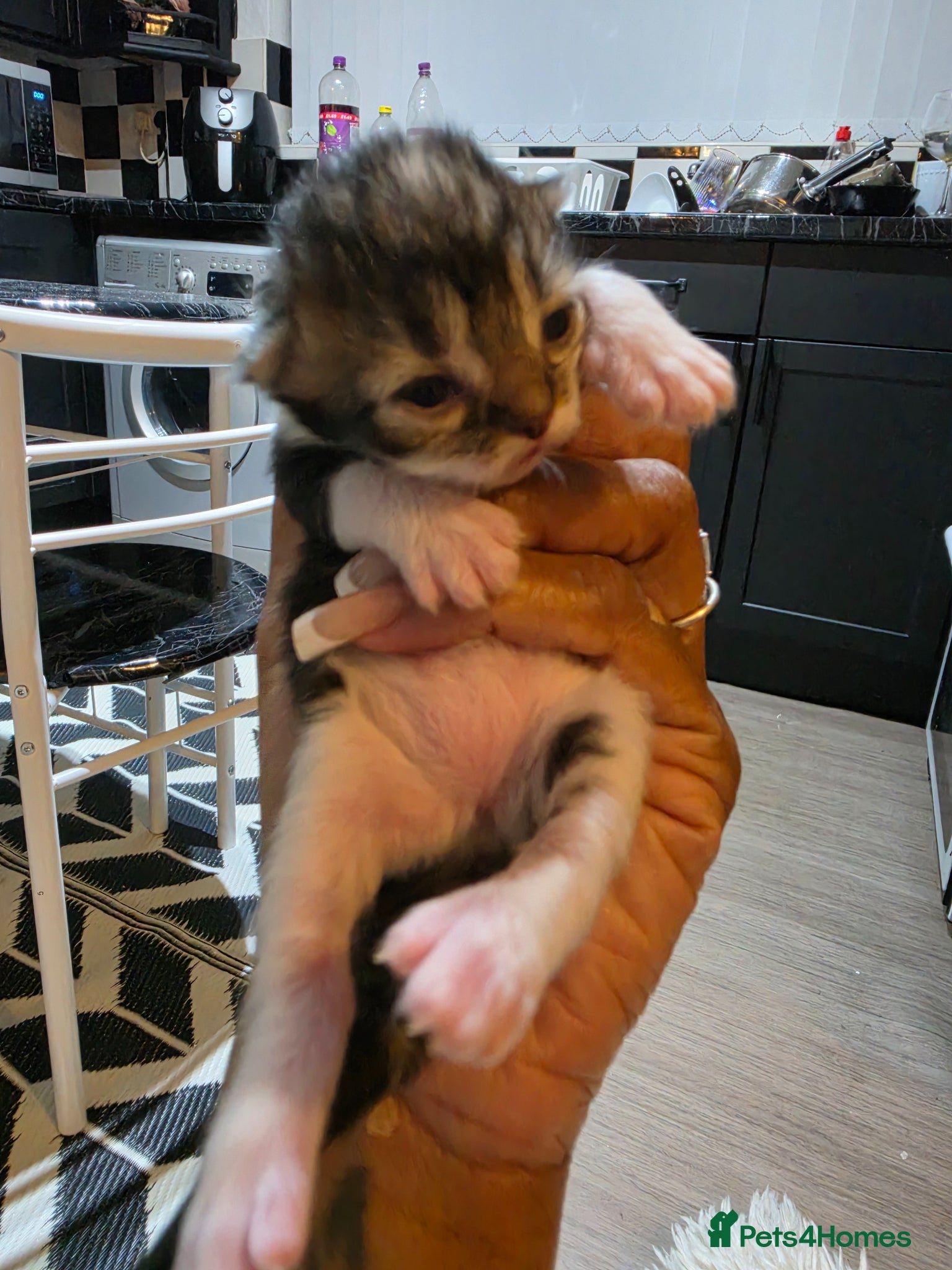 Persian cats for sale: Beautiful Persian Mix Kittens - Advert 19