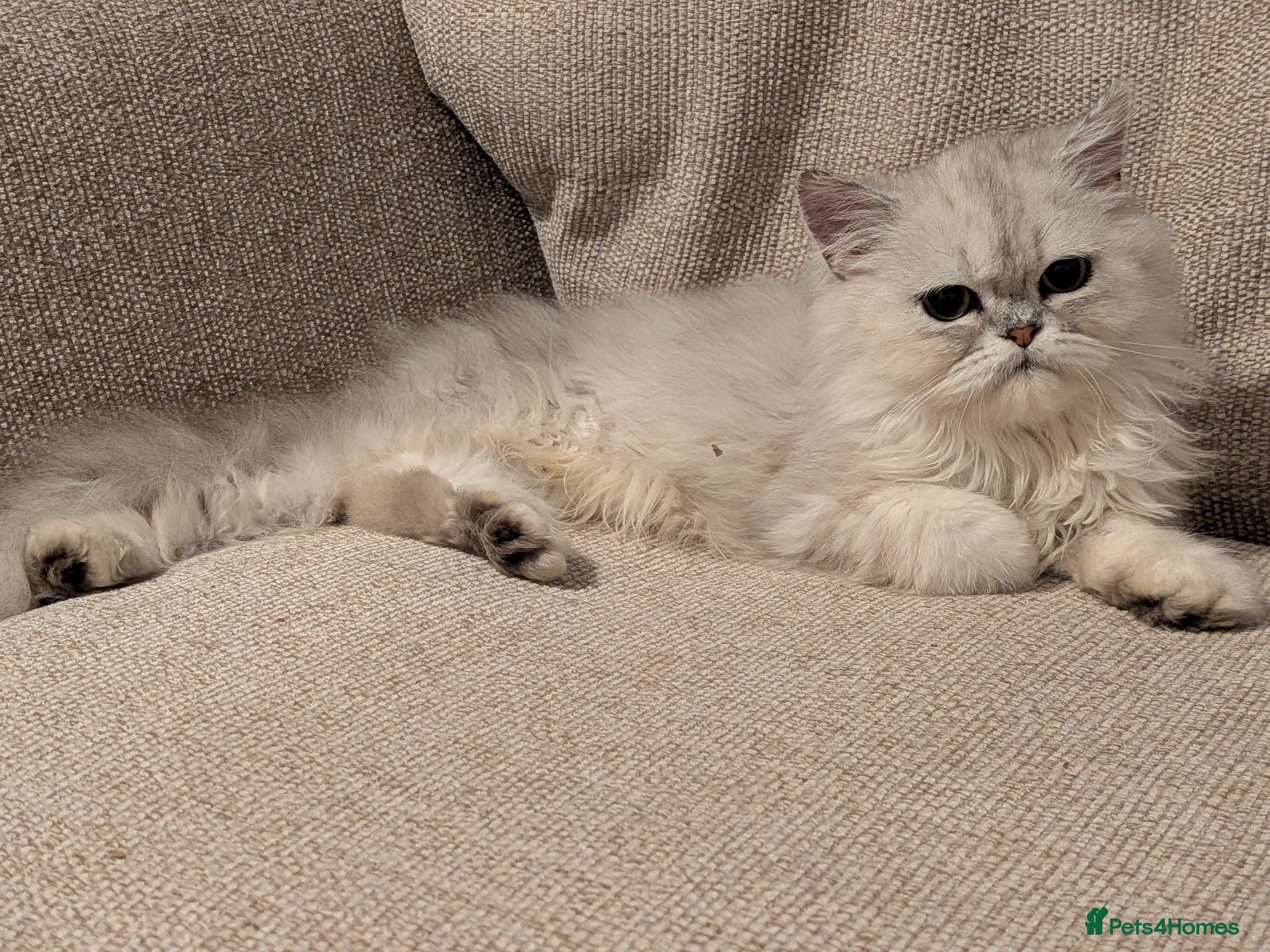 Persian cats Pure Persian Parents and kittens for sale - Advert 19