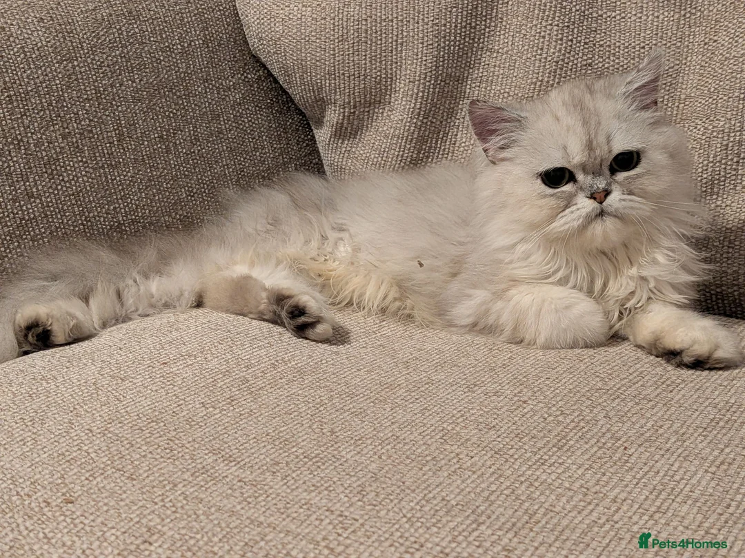 Persian cats for sale: Persian father and son for sale - Advert 2