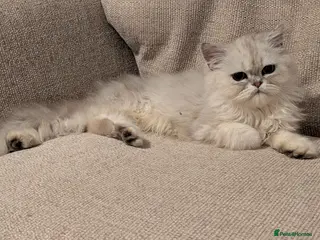 Persian cats Pure Persian Parents and kittens for sale - Advert 6