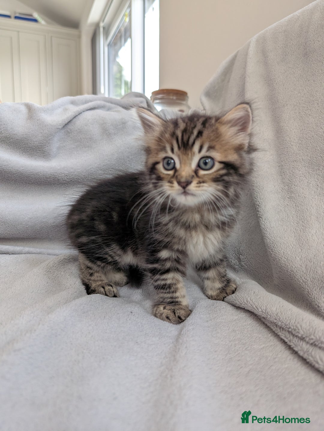 Ragdoll cats for sale: Tabby or black Ragdoll x kittens - Image 26
