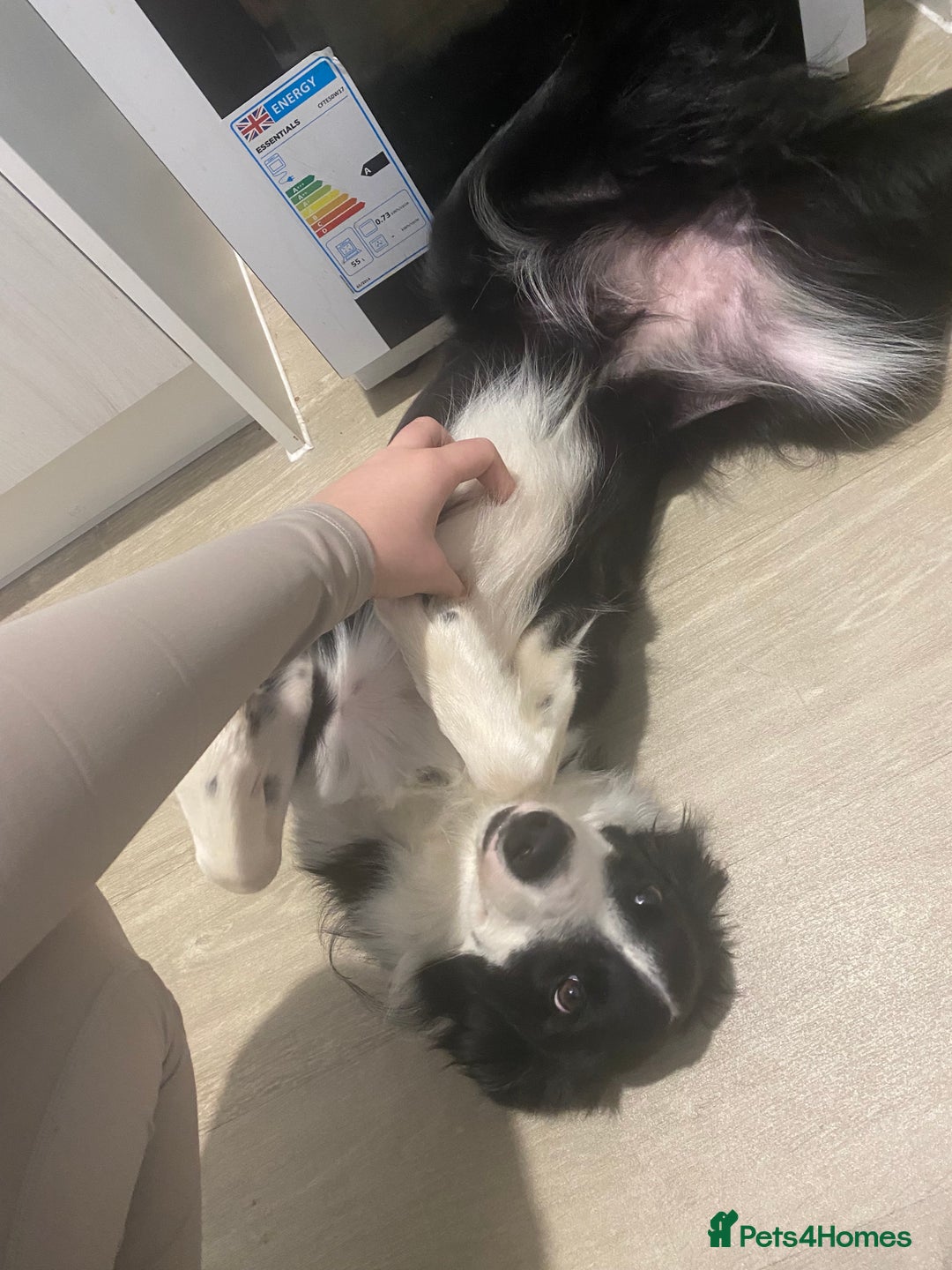 Border Collie dogs for sale: Female border collie 8 months old - Advert 2