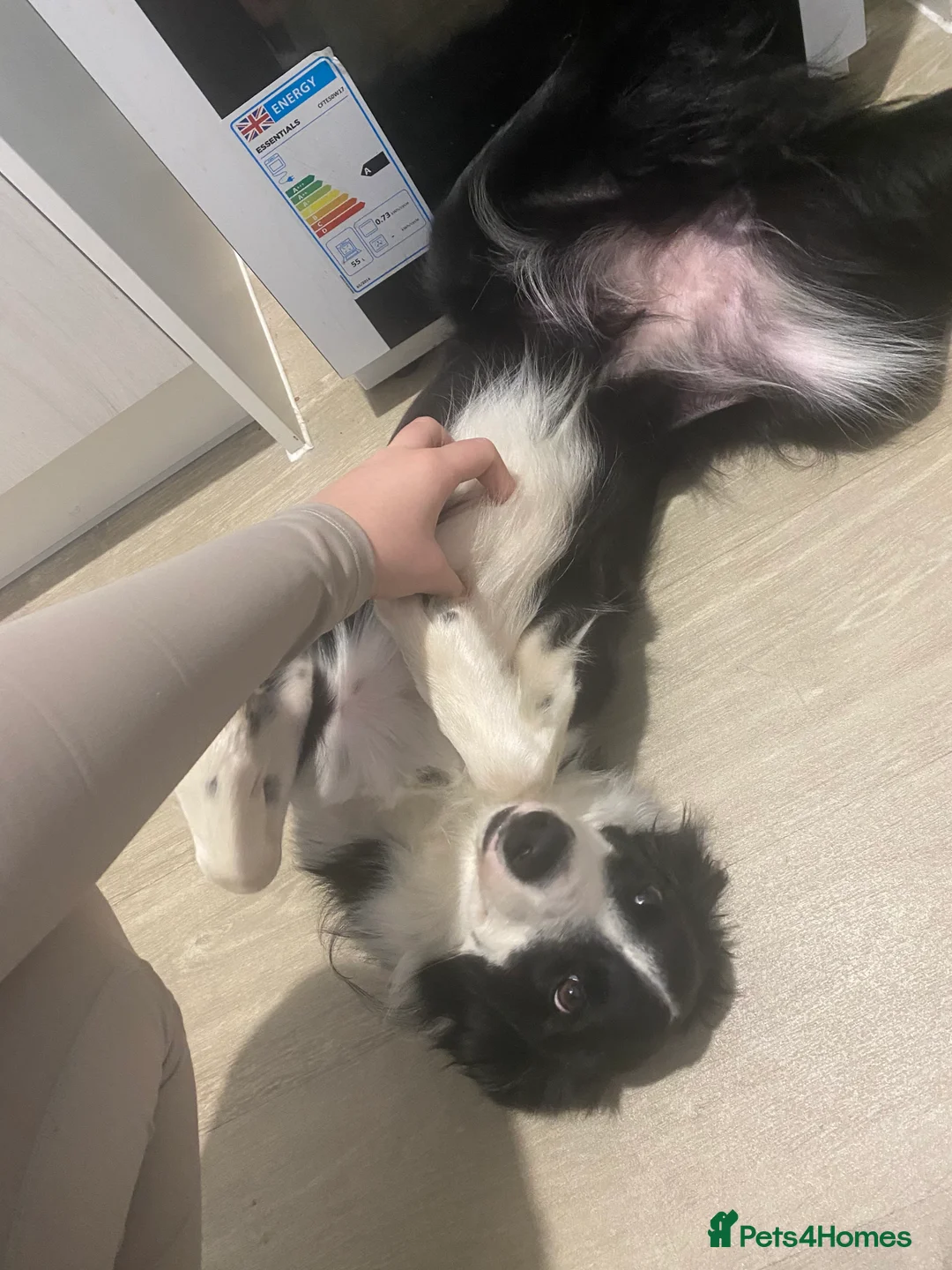 Border Collie dogs for sale: Female border collie 8 months old - Advert 2