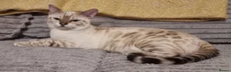 Bengal cats for sale: Stunning Bengal Kittens. TICA Registered. - Advert 10