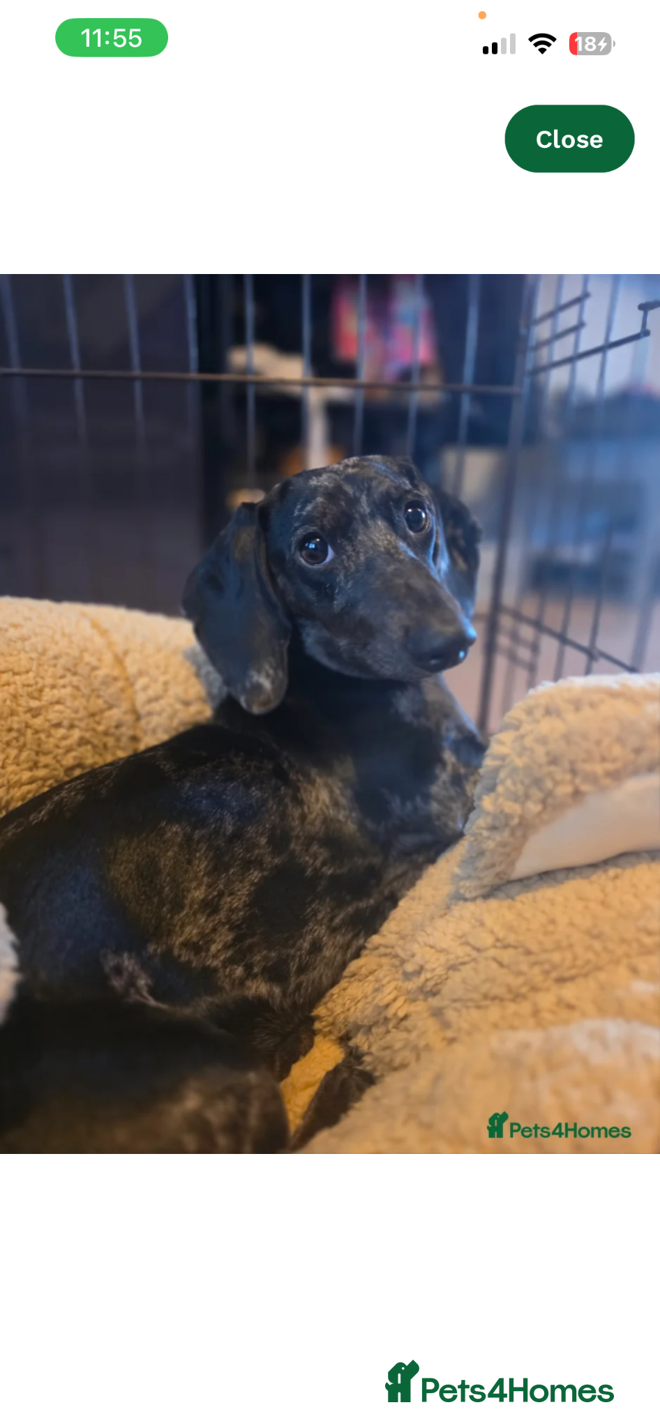 Miniature Dachshund dogs 1 year old miniature dachshund - Advert 17