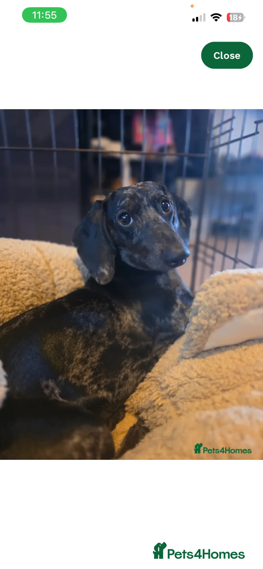 Miniature Dachshund dogs for sale: 1 year old miniature dachshund - Advert 1
