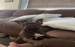 French Bulldog dogs for sale: French Bull Dog - Image 1