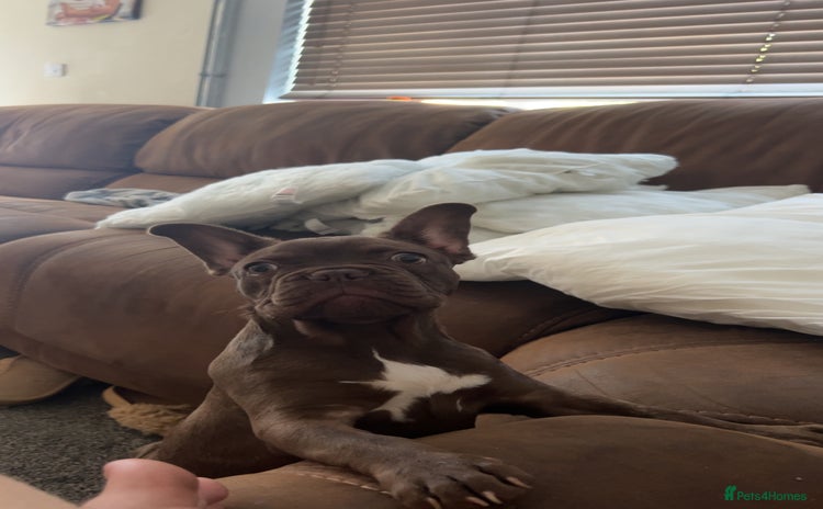 French Bulldog dogs - Advert 2