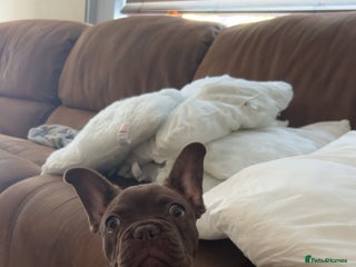 French Bulldog dogs - Advert 2