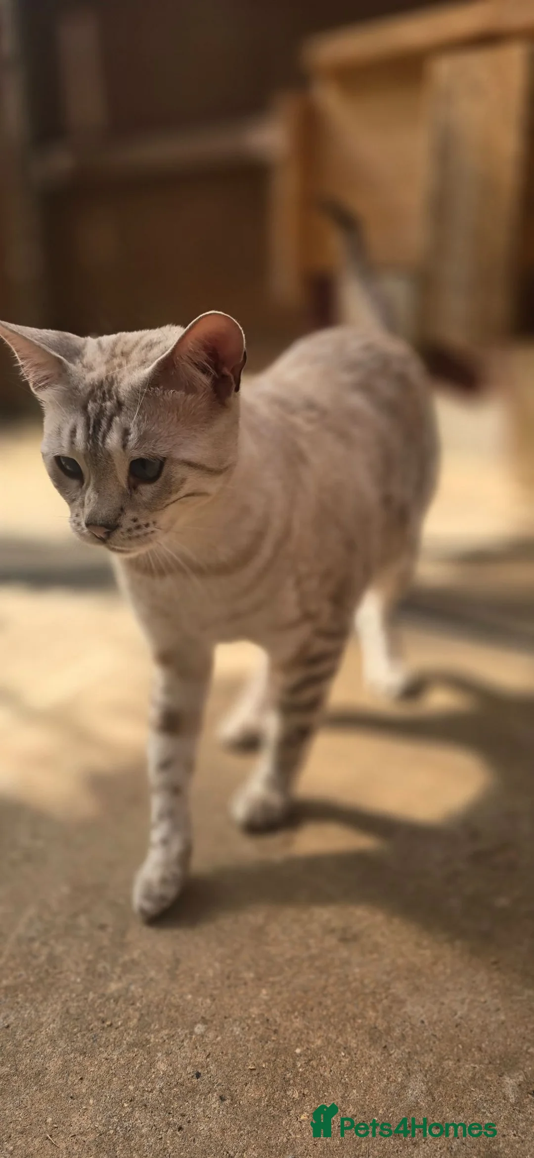 Bengal cats for sale: Tica registered Snow bengal girl - Advert 2