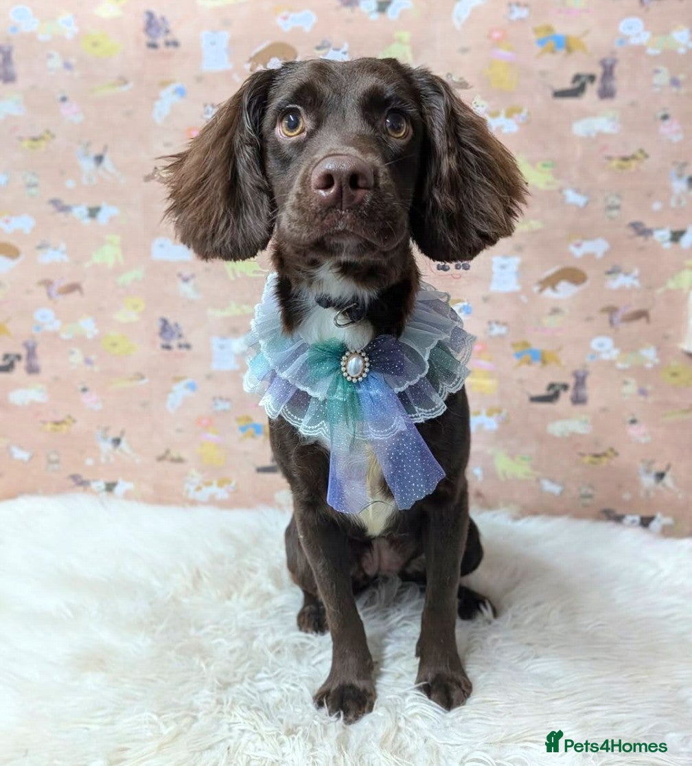 Cocker Spaniel dogs Waiting list for cocker spaniel pups due March - Advert 2