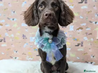 Cocker Spaniel dogs Waiting list for cocker spaniel pups due March - Advert 6