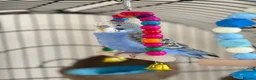 Budgerigars birds for sale: Blue & Coco – Beautiful Budgie Boys in London - Advert 5