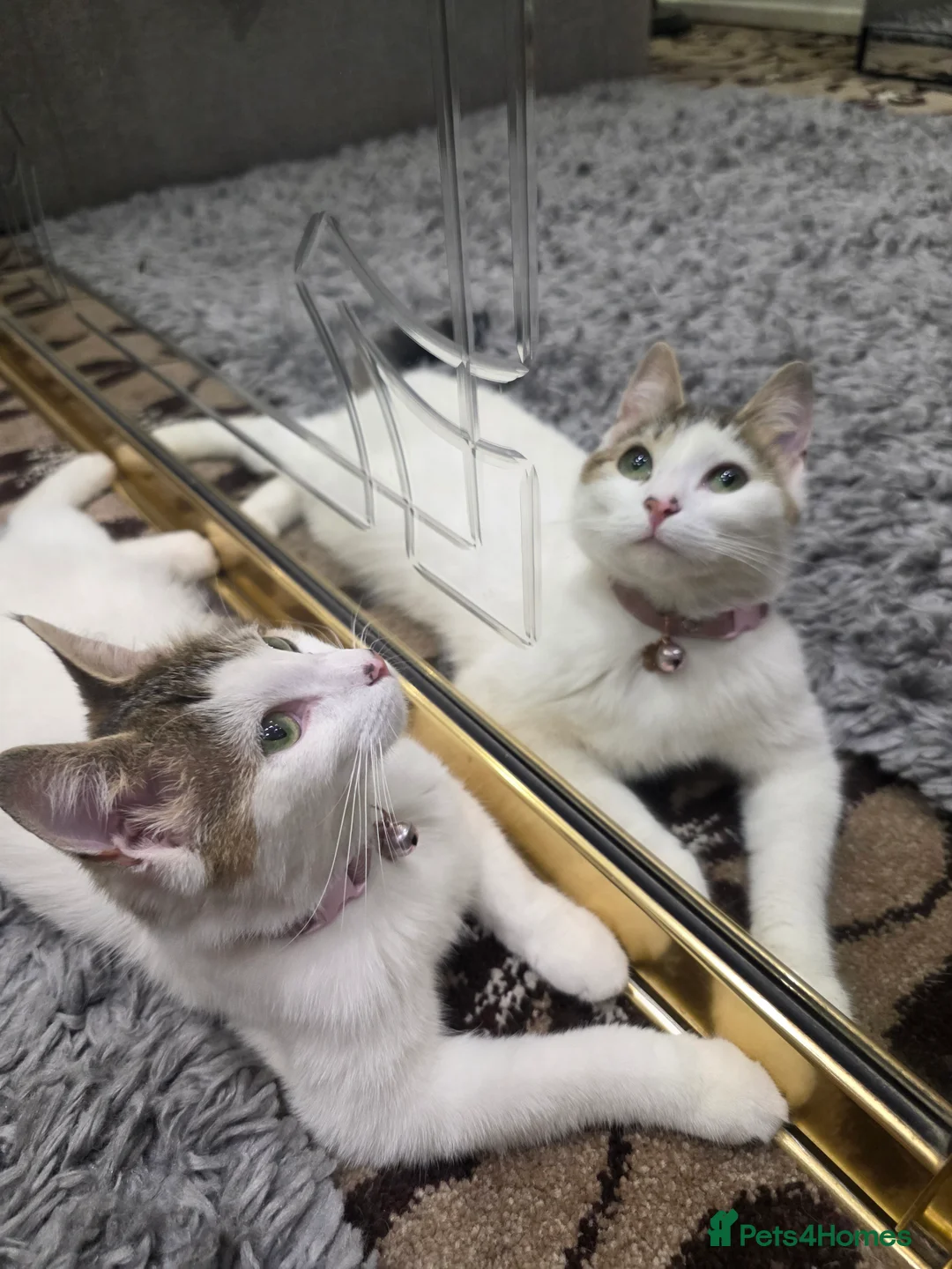 Mixed Breed cats for sale: Adorable mixedbreed kittens ready for a loving hm in West Bromwich - Advert 2