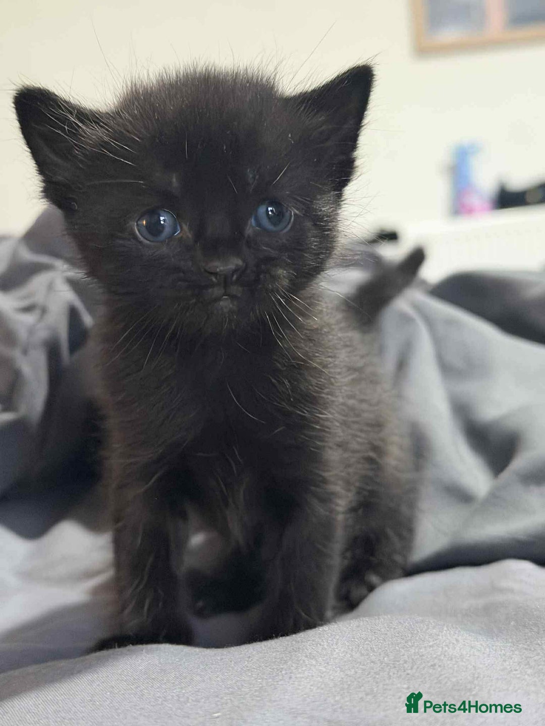 Mixed Breed birds for sale: Loving kittens - Advert 6