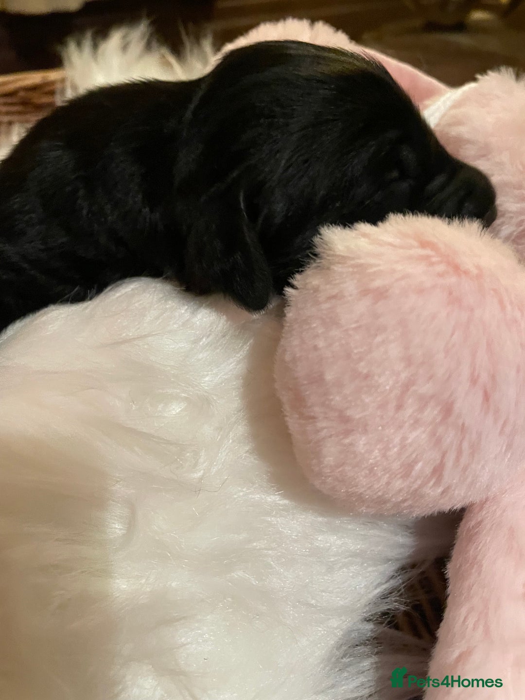 Mixed Breed dogs for sale: Golden retriever x Flatcoat retriever  - Advert 30