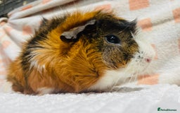 Guinea Pig rodents for sale: Various Male guinea pigs in Leeds - Image 1