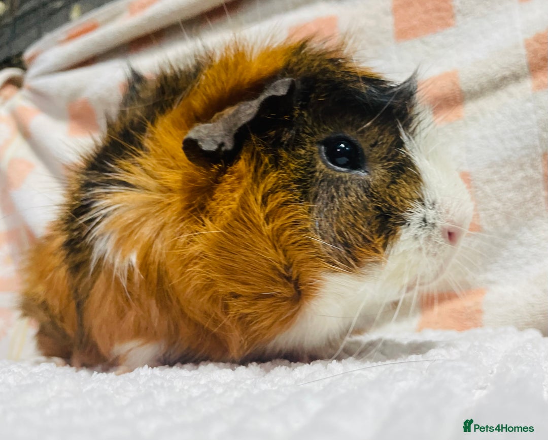 Guinea Pig rodents for sale: Various Male guinea pigs in Leeds - Image 1