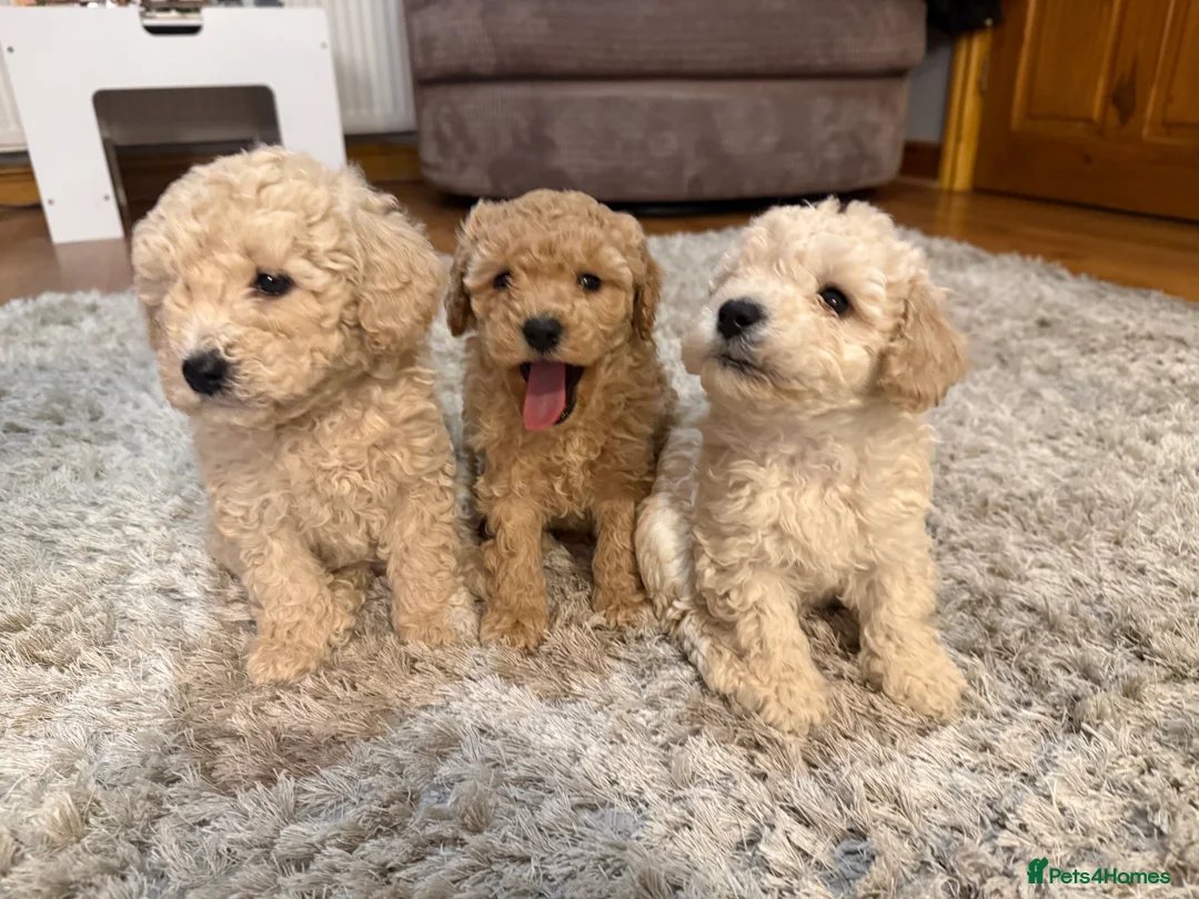 Maltipoo dogs for sale: Ready this week 🧸 - Advert 15