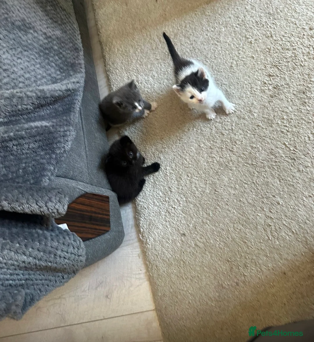 Domestic Shorthair cats for sale: Gorgeous kittens mix of Persian and shorthair in Derby - Advert 2