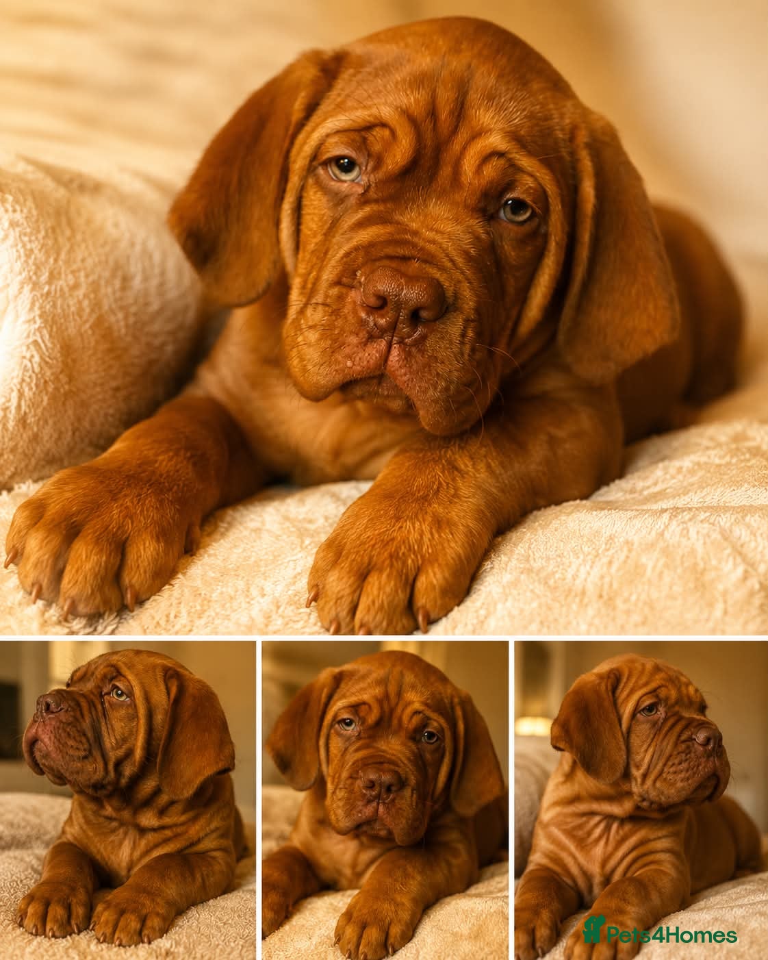 Dogue De Bordeaux dogs Bordeaux Babies - Advert 1