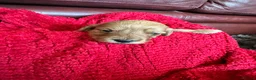 Cockapoo dogs for sale: Stunning cockapoo puppies  - Advert 9