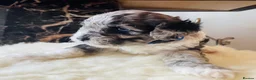 Shihpoo dogs for sale: Rare PRA clear health tested Shihpoo x Puppies  - Advert 10