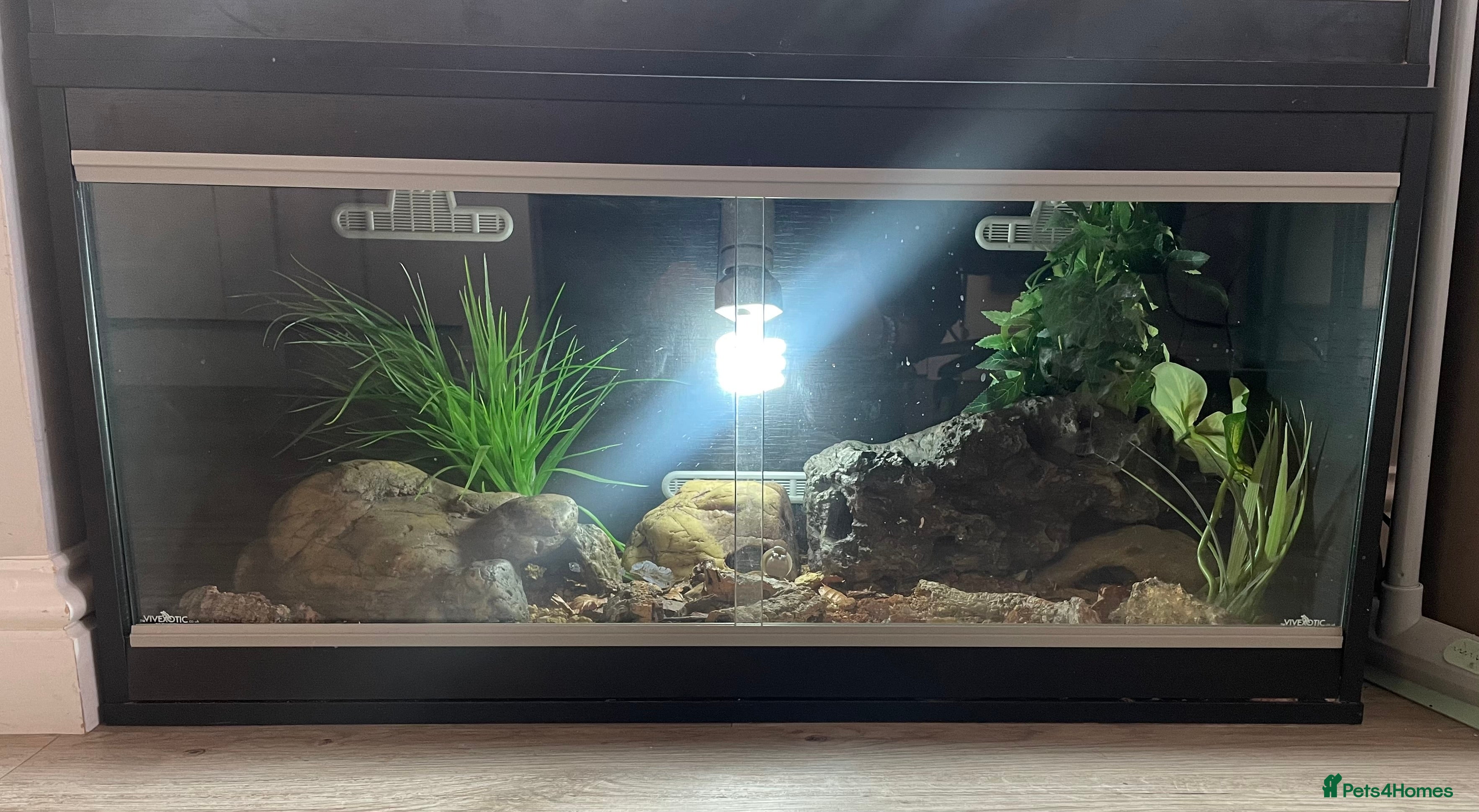 Leopard Gecko reptiles 2 Female Leopard Geckos (4 years old) – Full Setup - Advert 2