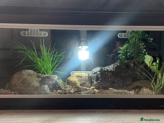 Leopard Gecko reptiles 2 Female Leopard Geckos (4 years old) – Full Setup - Advert 4