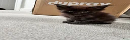 Maine Coon cats for sale: 7 adorable Pure Bred Mainecoon - Advert 24