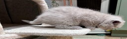 British Shorthair cats for sale: Tica Registered British Shorthair kittens - Advert 4