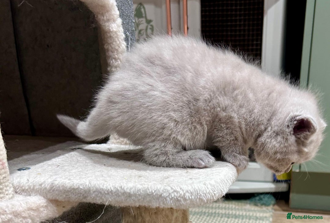 British Shorthair cats for sale: Tica Registered British Shorthair kittens - Advert 4