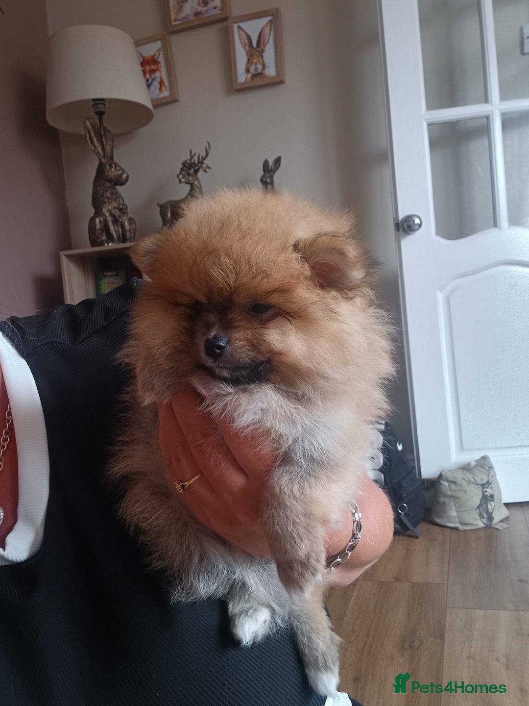 Pomeranian dogs for sale: Beautiful russian teddy pomeranians - Image 5