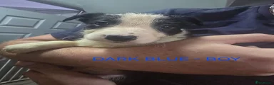 DARK BLUE - Black & White BOY 