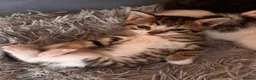 Mixed Breed cats for sale: Two Male Kittens  in Birmingham - Advert 5