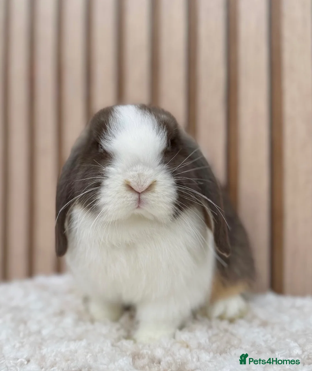 Mini Lop rabbits for sale: Mini Lop Doe Chocolate Otter Split Blue Eyed - Advert 6
