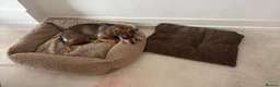 Mixed Breed dogs for sale: Tella  - Advert 10