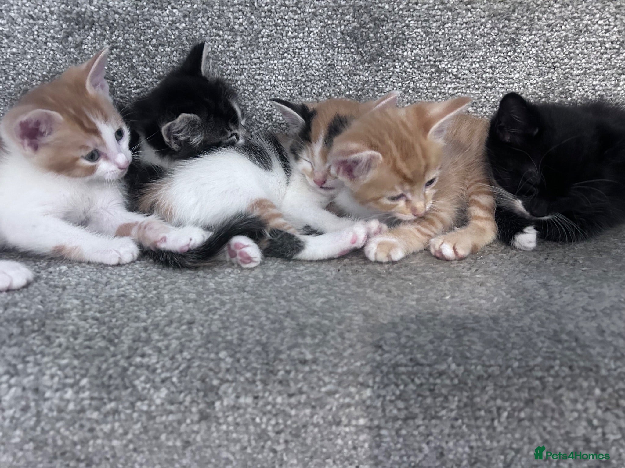 Maine Coon cats Kittens 7 weeks and ready to leave. 1/2 Maine coon - Advert 4