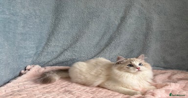 Ragdoll cats Playful Pedigree Ragdoll Kittens Available - Advert 2