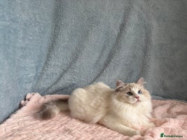 Ragdoll cats Playful Pedigree Ragdoll Kittens Available - Advert 2