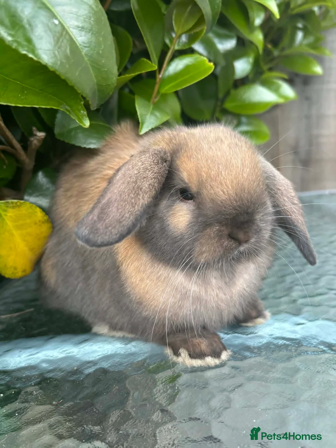 Mini Lop rabbits for sale: Mini lop, holland lop, netherland dwarf - Advert 1