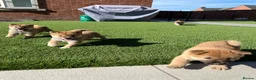 Japanese Shiba Inu dogs for sale: Beautiful Japanese shiba pups.  - Advert 15