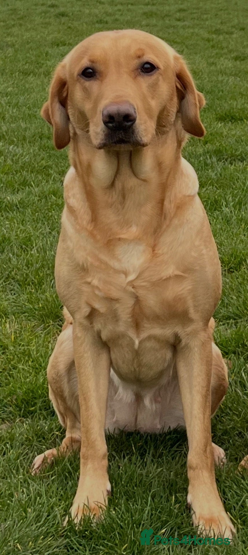Labrador Retriever dogs Litter of yellow/fox red Labrador pups available - Advert 3