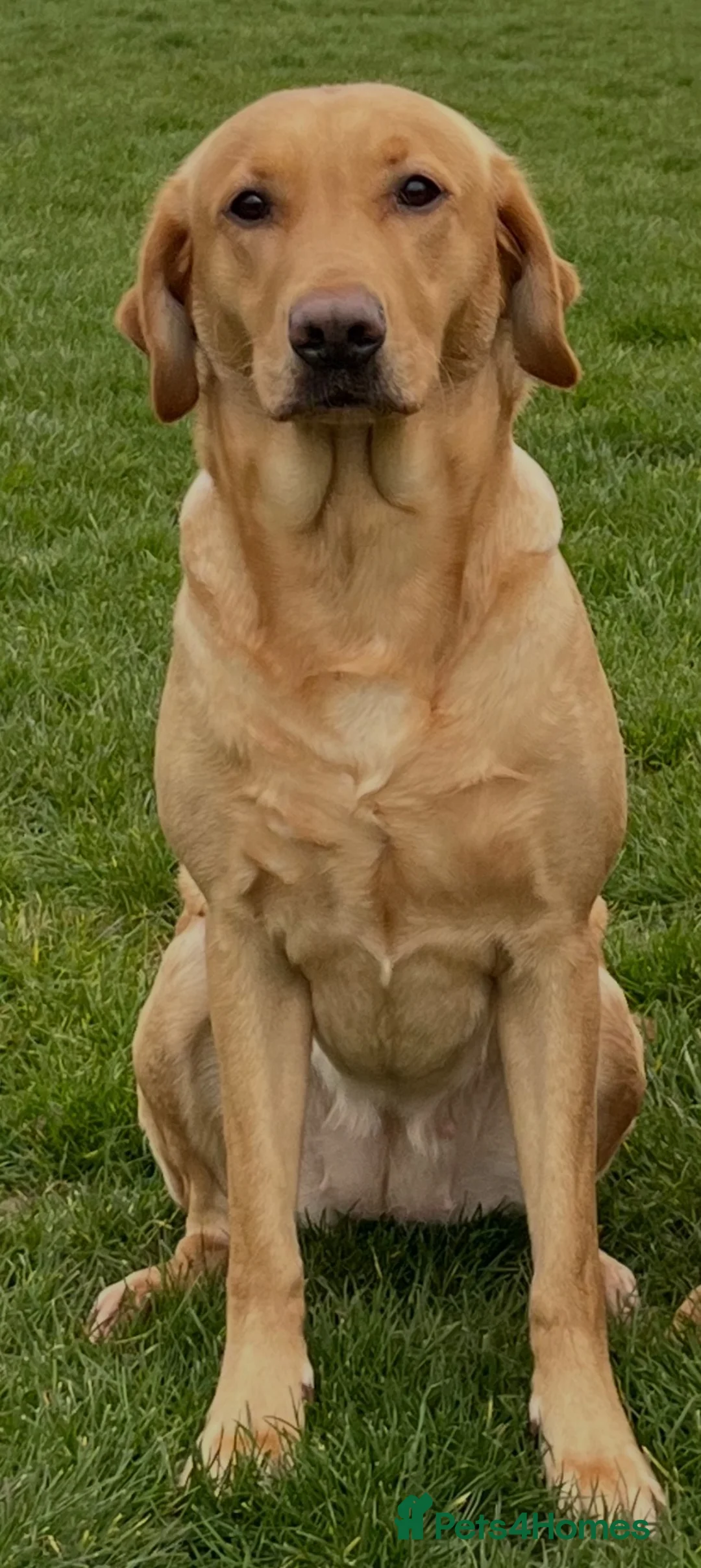 Labrador Retriever dogs for sale: Litter of yellow/fox red Labrador pups available in Norwich - Advert 1