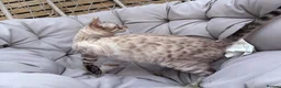 Bengal cats for sale: SNOW BENGAL FEMALE LOOKING FOR HER NEW HOME  in Glasgow - Advert 5