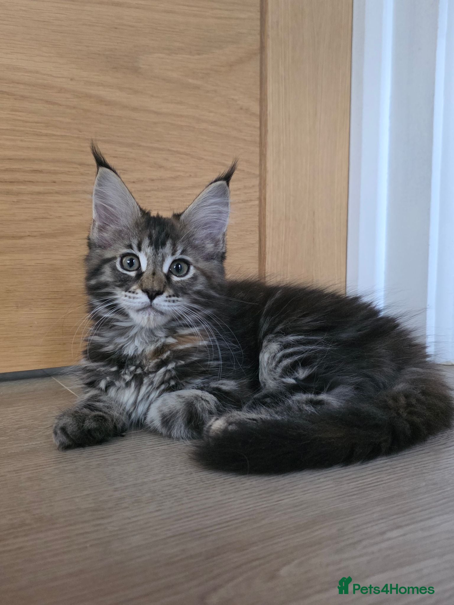 Maine Coon cats TICA Registered Maine Coon Kittens–Russian Line🐾 - Advert 1